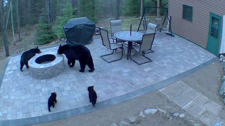 Unusual bear group