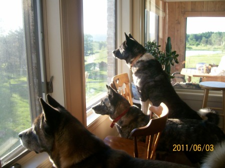 My pups on guard duty! Ha!