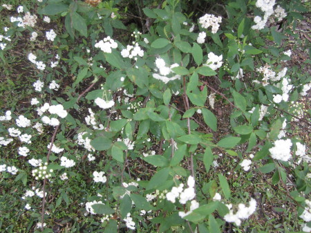 W.C. Joseph's album, Louisiana flowers