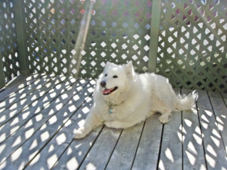 My Samoyed Husky, Holly