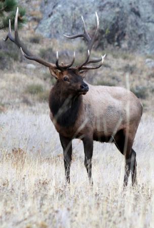 Majestic Bull Elk RMNP