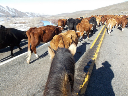 Eaton Family Cattle Drive