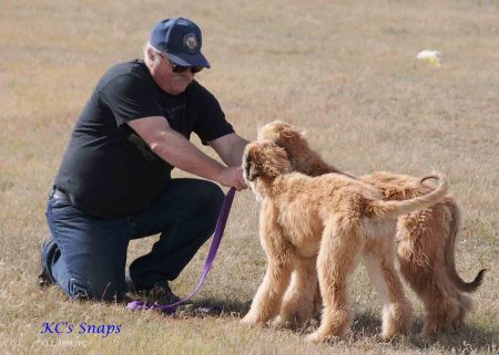 Lure Coursing