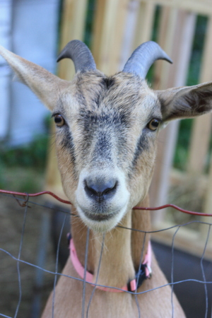 Gail Proven's album, Farm Photos