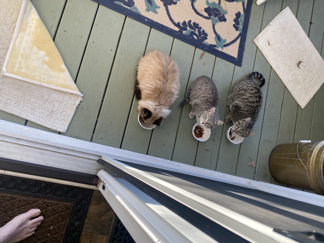 Rt to left , Vicky , shorty and Butterball 