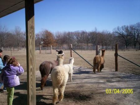 Open for visitors on Alpaca Farm Day