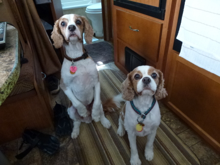 Oliver & Maggie my two Cavalier King Charles Spaniels