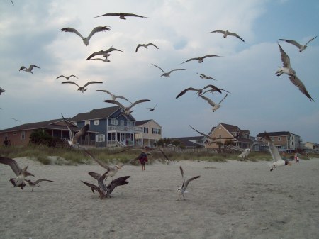 The seagulls go crazy sometimes