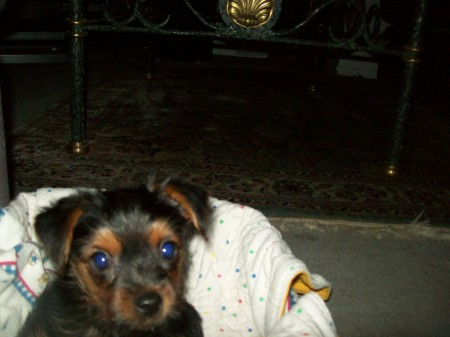 Kira  ( little yorkie )