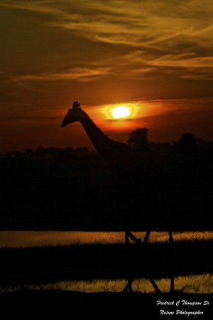 Fred Thompson's album, Southern Africa