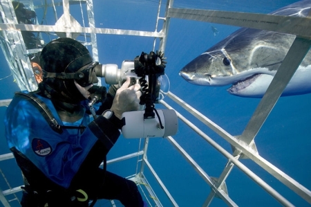 Great White - Guadalupe Island, Mexico