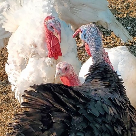 My big buzzards(turkeys)