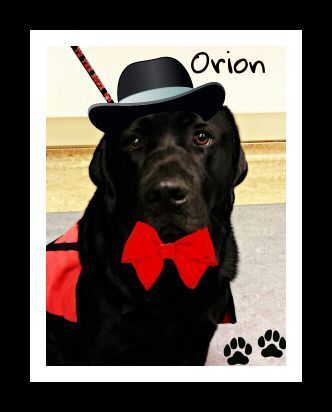 Orion IIII