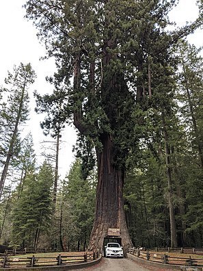 Drive-Thru Redwood Tree Park in Leggett, CA