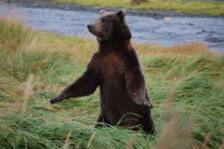 Brown Bear, Kodiak Alaska