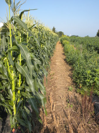 July popcorn & sunflowers