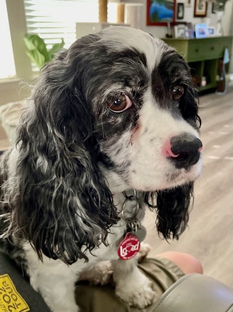 Harley, our 5-year old Cocker Spaniel