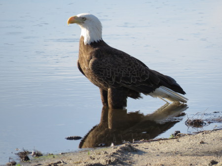 Eagle by Spanish Lakes