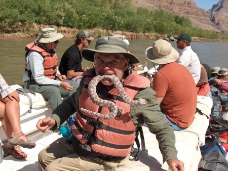 Rattlesnake on the Colorado River