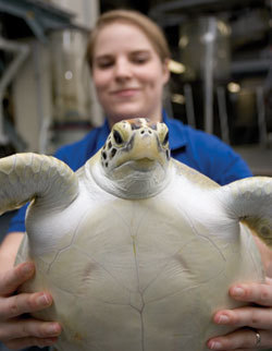 middle daughter saving sea turtles