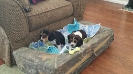 Rico & Cosco new puppies, 4 yrs ago  Alert do