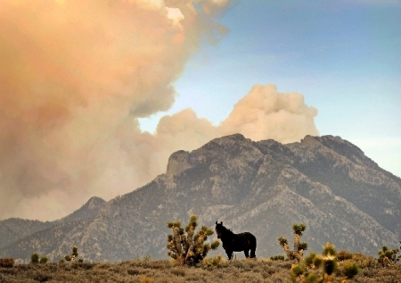wild Horse with Carpenter Canyon Fire 