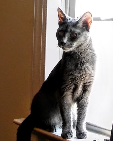 Boss Cat: Russian Blue Zeena 