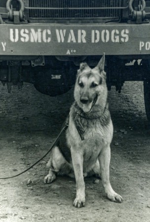 USMC War dogs...