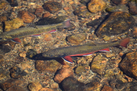 Brook Trout