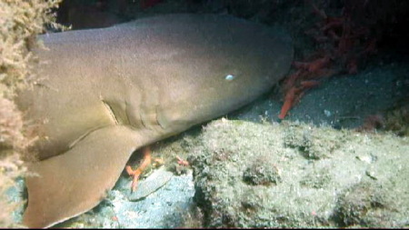 Nurse shark up close during dive