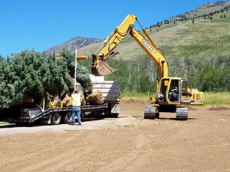 Colorado Spruce Arrive