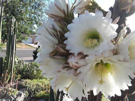 echinopsis"white torch"