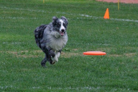 Pamela Wyman's album, Shadow- My amazing Frisbee Dog! 