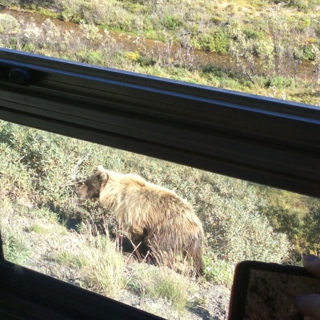 Brown Bear