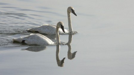 Trumpeter Swans on the Yellowstone River