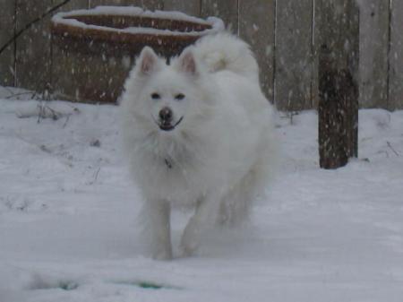 Snow Dog .