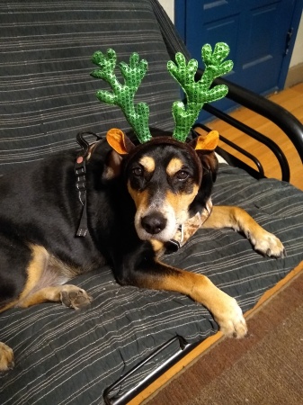 Jake the reindeer