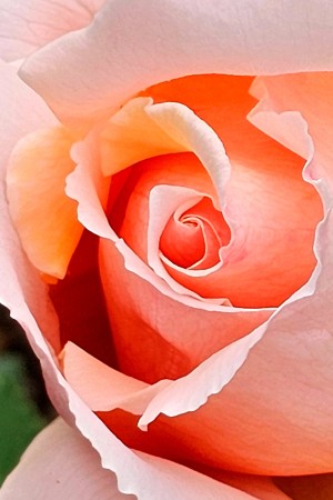 April 2024: Peach Rose in Jackie's rose garden