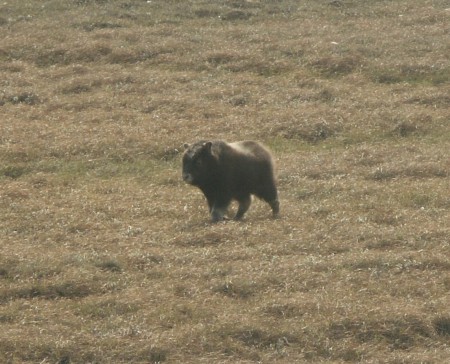 8-2009 Baby Musk Ox