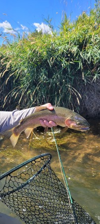 20230911_Rainbow caught on the Big Horn 