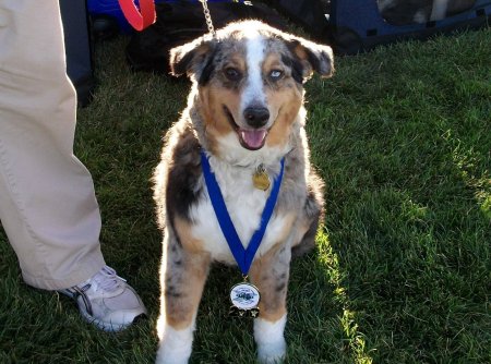 Pamela Wyman's album, Shadow- My amazing Frisbee Dog! 