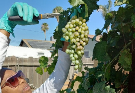 harvesting grapes 2023