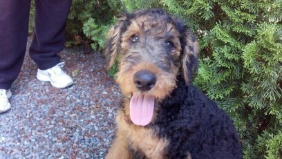Bosco the Airedale Terrier 4 mos old.