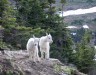 Montana mountain goats