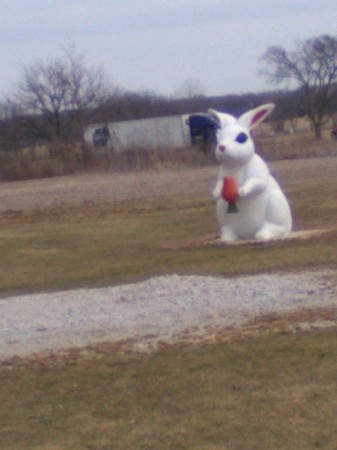 Big Bunny' just saw on side of the Road '