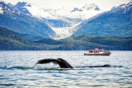 "Whale - Boat - Glacier"