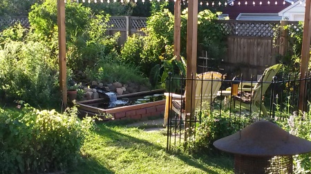 The backyard I built!