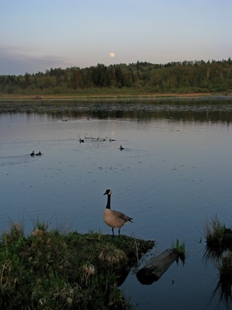 Burnaby Lake