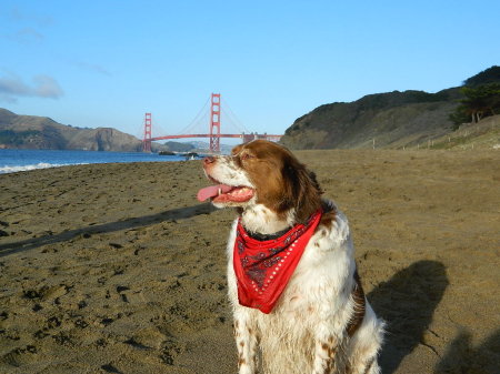 Bandit's First Trip to the Ocean