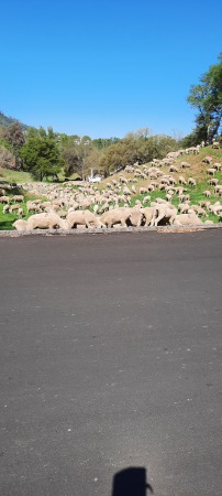 Sheep time at the Ranch